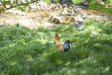 rooster in grass