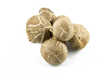 Shiitake mushroom on the White background