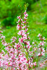Bright pink flowers on almond tree branches