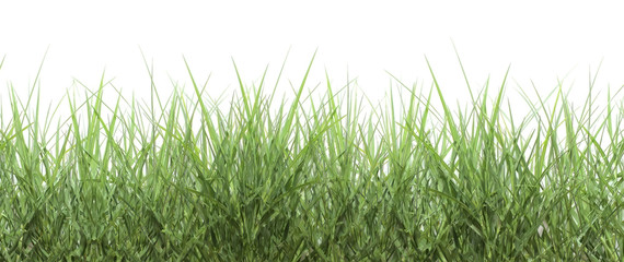 Green grass isolated on white background