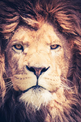 Close up of a mail lion with manes and a dangerous and powerful face - animal portrait - 85451704