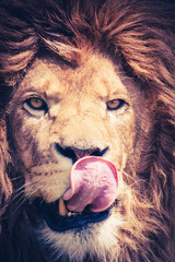 Close up of a mail lion with manes and a dangerous and powerful face - animal portrait - 85451714