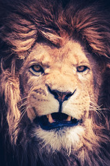 Close up of a mail lion with manes and a dangerous and powerful face - animal portrait - 85451720