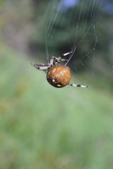 Spider in the web