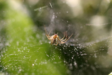 Spider in the web