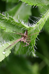 Spider in the web