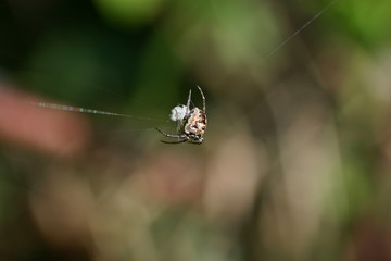 Spider in the web