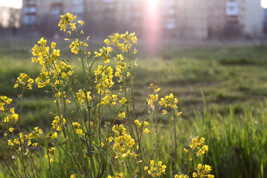 yellow flowers