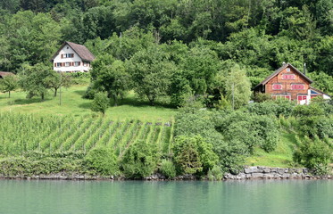 Obraz premium vignes...sargans