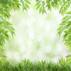  fresh green leaves  natural green background