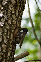 Uccello, storno, porta mangiare al nido, nido cucciolata