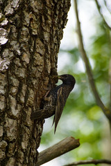 Uccello, storno, porta mangiare al nido, nido cucciolata