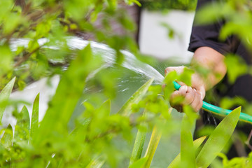 Watering plants