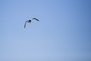 seagull