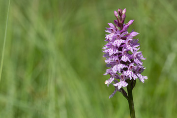 Blue Flower