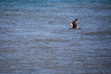 seagull