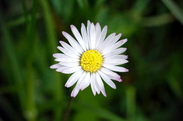 Obraz premium Gänseblümchenblüte