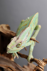 Caméléon vert sur branche
