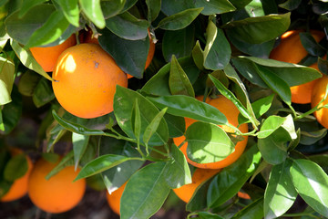 Orangen 1