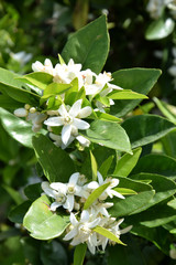 Orangenblüten 2