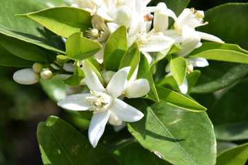 Orangenblüten 1