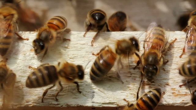 Macro shot of bees at the hive entrance