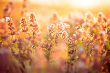 wild meadow flowers at summer sunset