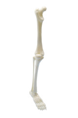 Der menschliche Körper - Bein mit Fuss