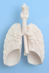 Der menschliche Körper - Lunge