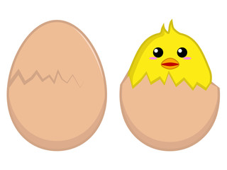 Chick hatched from an egg