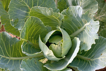 organic cabbage