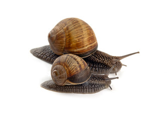 two snails