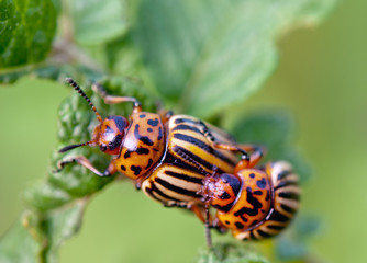 two colorado beetle