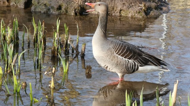 Greylag Goose in flooded field - Anser anser