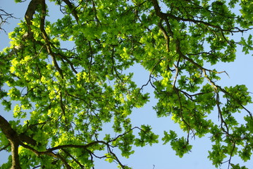 Fototapeta premium Baum Sonne