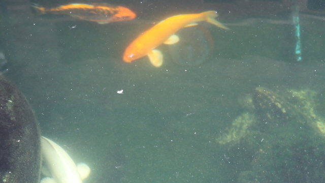 Koi Fish in pond