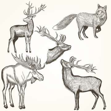 Set of vector detailed animals for design