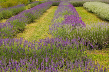 Foto di un campo di lavanda in estate