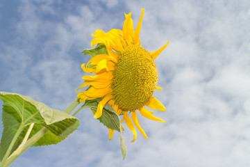 sunflower with the leaf and sky background