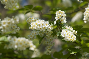 Fr&uuml;hjahrsbl&uuml;te