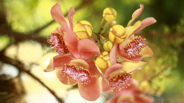 Beautiful Cannonball tree flowers 
