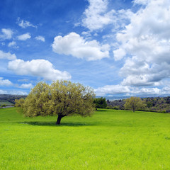 Fototapeta na wymiar Quercia in un prato verde con il sole e le nuvole nel cielo