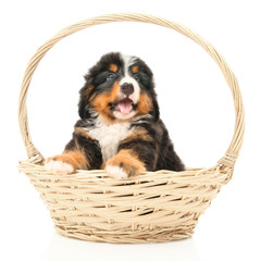 Bernese sennenhund puppy