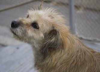 sad look of a dog with blur background