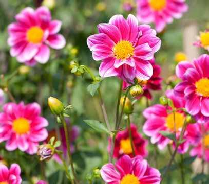 Lebhaft blühende Dahlien in kräftigem Pink, spätsommerliches Blumenbeet in leuchtenden Farben, Dahlia, Blütenfülle