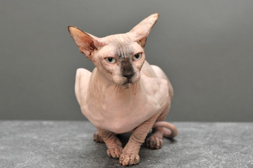 chat Sphinx