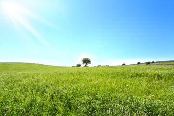 collina verde con un piccolo albero  un cielo azzurro e raggi di sole