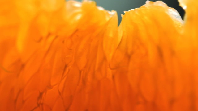 orange lith rotating closeup, beautiful soft focus macro shot (HD, high definition 1080p, loop, seamless loop) orange pulp