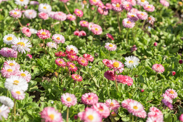 Fototapeta premium Pink Daisy Field Blossom In Spring