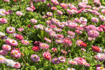 Fototapeta premium Pink Daisy Field Blossom In Spring